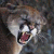 938.gif
